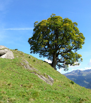 DDOS在线压力测试